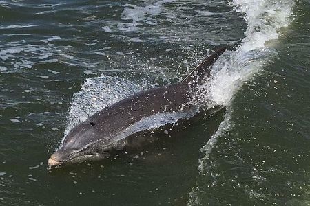Wildlife Tour of Indian River Lagoon with Experienced Captain