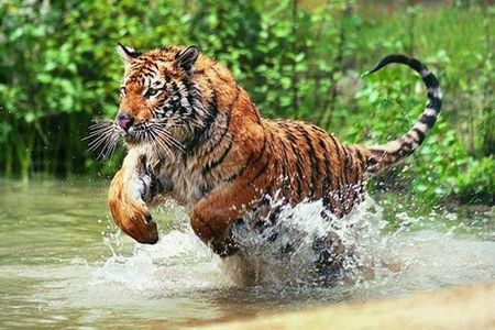 Adventures Ranthambore Wildlife Safari Tour from Delhi with Safari Rides