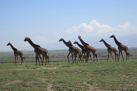 4 Days, 3 Nights Group budget Safari, Lake Manyara, Serengeti, Ngorongoro