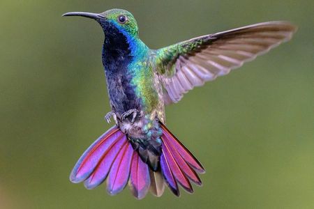 Hummingbirds of Colombia mini tour. 3d/2n