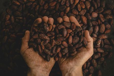 2-Day Exclusive Coffee and Cacao Experience