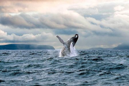 Newfoundland Puffin and Whale Watch Cruise
