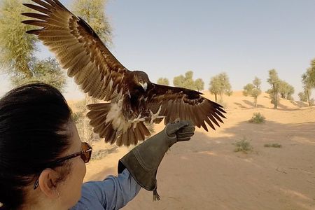 Afternoon Dubai Falconry Safari 