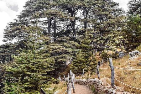 Cedars of Lebanon, Qozhaya, & Bcharre - With Lunch (4G on Board)