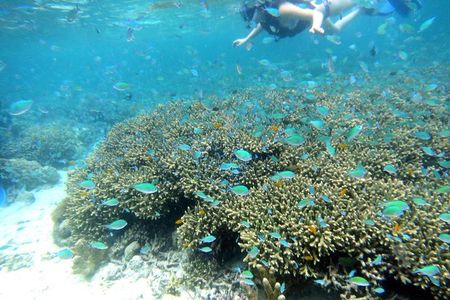 Twin Island Snorkeling Adventure at Hiltungan and Nalsuan