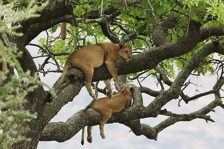 8 days Uganda Primate & Wildlife safari tour