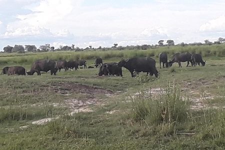 Chobe Day Trip Starting From Victoria Falls