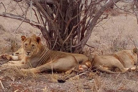 4-Days Great Amboseli, Tsavo East & West Safari Kenya