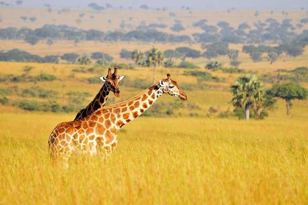 2 Day - Murchison Falls National Park Big 5 Safari