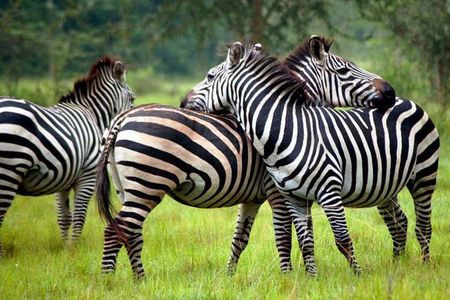 2 Days Wildlife Safaris at Lake Mburo National Park