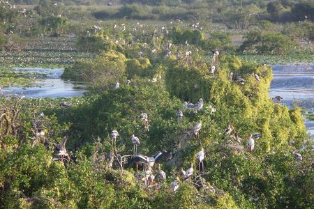 Kumana Wild Trails - Half Day Safari 