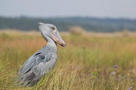 1 day Mabamba (Shoebill) bird watching tour - Shoebill & canoe tour