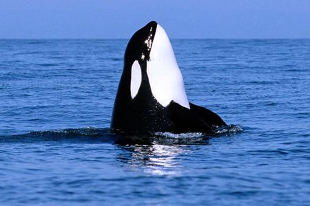 Vancouver Whale Watching Safari