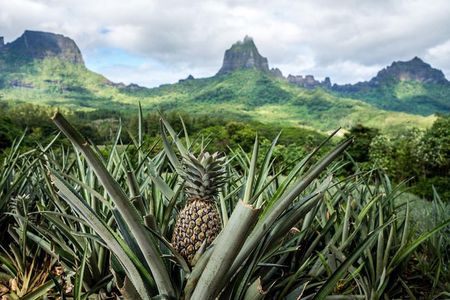 Private Tour Moorea 4WD - Belvedere Pineapple Farm, Magic Mount.