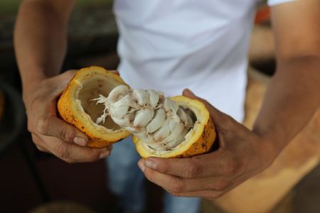 North Fields Cafe: Craft Specialty Coffee and Chocolate Tour