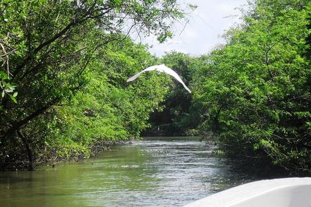  3 Palos Lagoon AfroMex Village Turtle Release & Croc Farm Visit