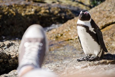 Half day am or pm Boulders Beach & Penguins with visit to Cape Point Great tour