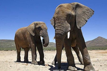 Aquila Day Safari - with transport 