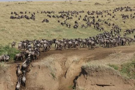 Overnight private Safari to Masai Mara National Reserve.