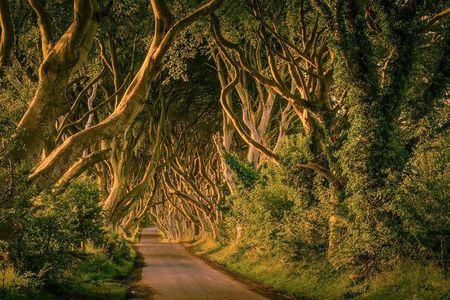 Giant Causeway, Dark Hedges & Whiskey Distillery tour from Dublin