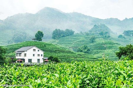 Authentic Hangzhou Longjing Tea Culture Experience Tour 
