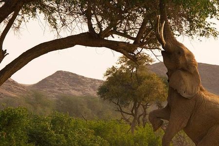 Chobe Day Trip Starting From Victoria Falls