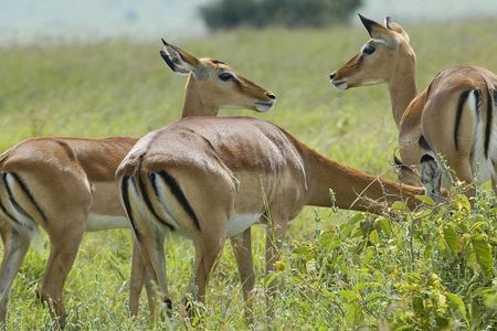  3 Days 2 Nights Group Joining Serengeti and Ngorogoro Safari