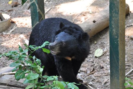 Visit Bear Rescue Center From Agra