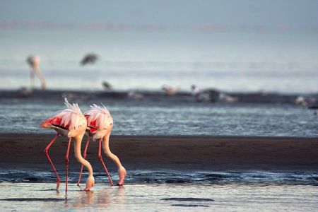 Highlights of Walvis Bay Guided 1/2 Day Tour (shore excursion)
