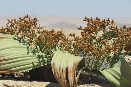 Pelgrim Tours - Moon Landscape & Welwitschia Mirabilis Tour