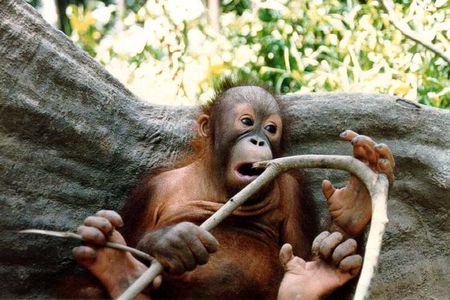 Sepilok Orang Utan & Bornean Sun Bear Centre with Sandakan City Tour with Lunch