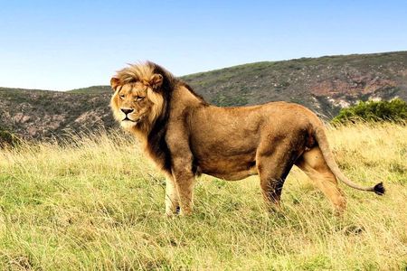 2 Day South African Wildlife Tour with 4x4 Safari from Cape Town