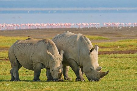 7 days Group Safari Masai Mara Lake Nakuru Hells gate & Amboseli