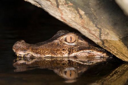 Alligators Night Watch