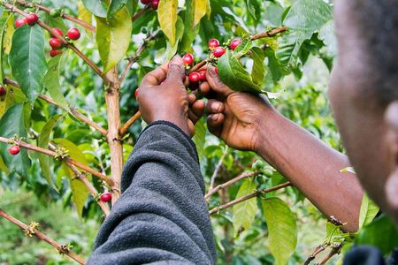 Nairobi Coffee Farm and Factory Tour