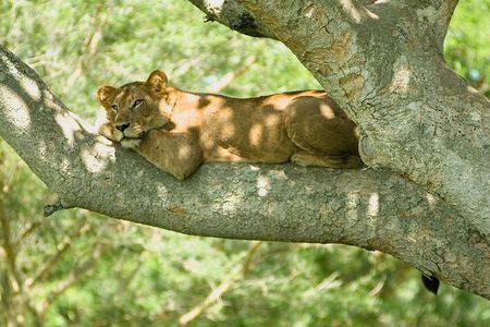 3 Days Group Safari To Queen Elizabeth Park In Uganda.