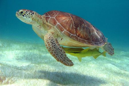 Sea Turtle and Cenote Snorkeling Tour