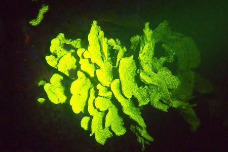 Aruba 1-Tank guided UV Night Dive for certified divers with own equipment