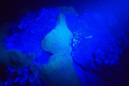 Aruba 1-Tank guided UV Night Dive for certified divers with rental equipment