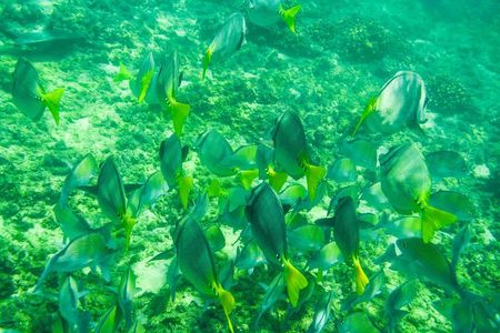 Los Cabos Snorkeling Tour to Chileno Bay and Santa Maria Cove