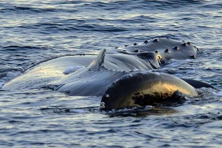 Whale watching-Magic Skjervoy