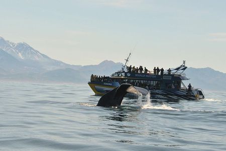 Kaikoura Whale Watch Day Tour from Christchurch including Coastal Pacific Train