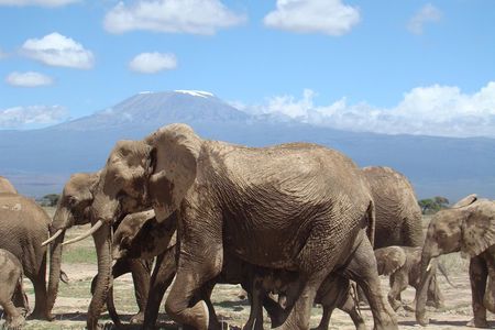 Day tour to Amboseli national park