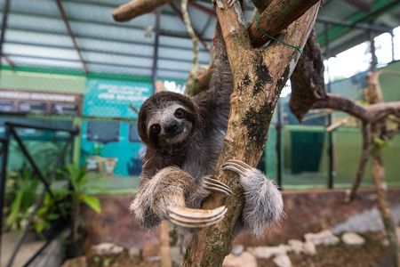 Gamboa Rainforest Experience From Panama City