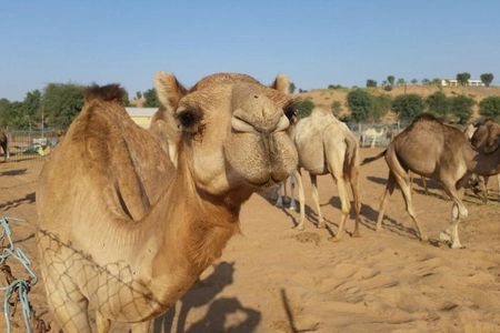 Morning Desert Safari with Camel Rides, Sand Boards and Dune Bashing