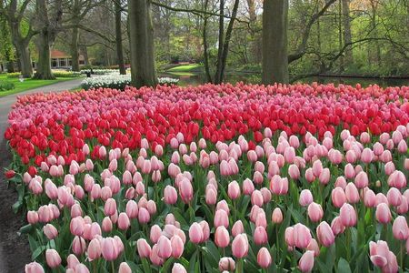 Private Day Trip to Keukenhof Gardens with Entrance Tickets