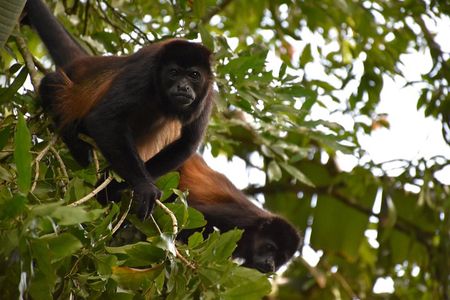Mistico Hanging Bridges Park from La Fortuna