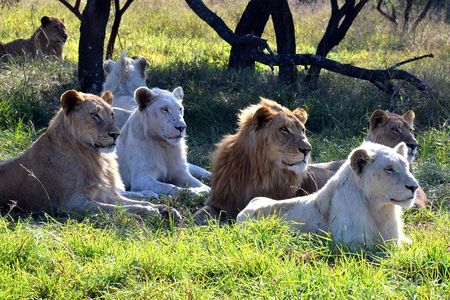 Safari & PheZulu Village Day Tour from Durban