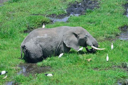 Overnight tour to Amboseli National park