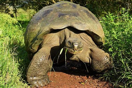 7-Day The Best of Galapagos Adventure